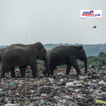 சிறுவர்கள் மத்தியில் அதிகரிக்கும் உடல் பருமன் ஆபத்து